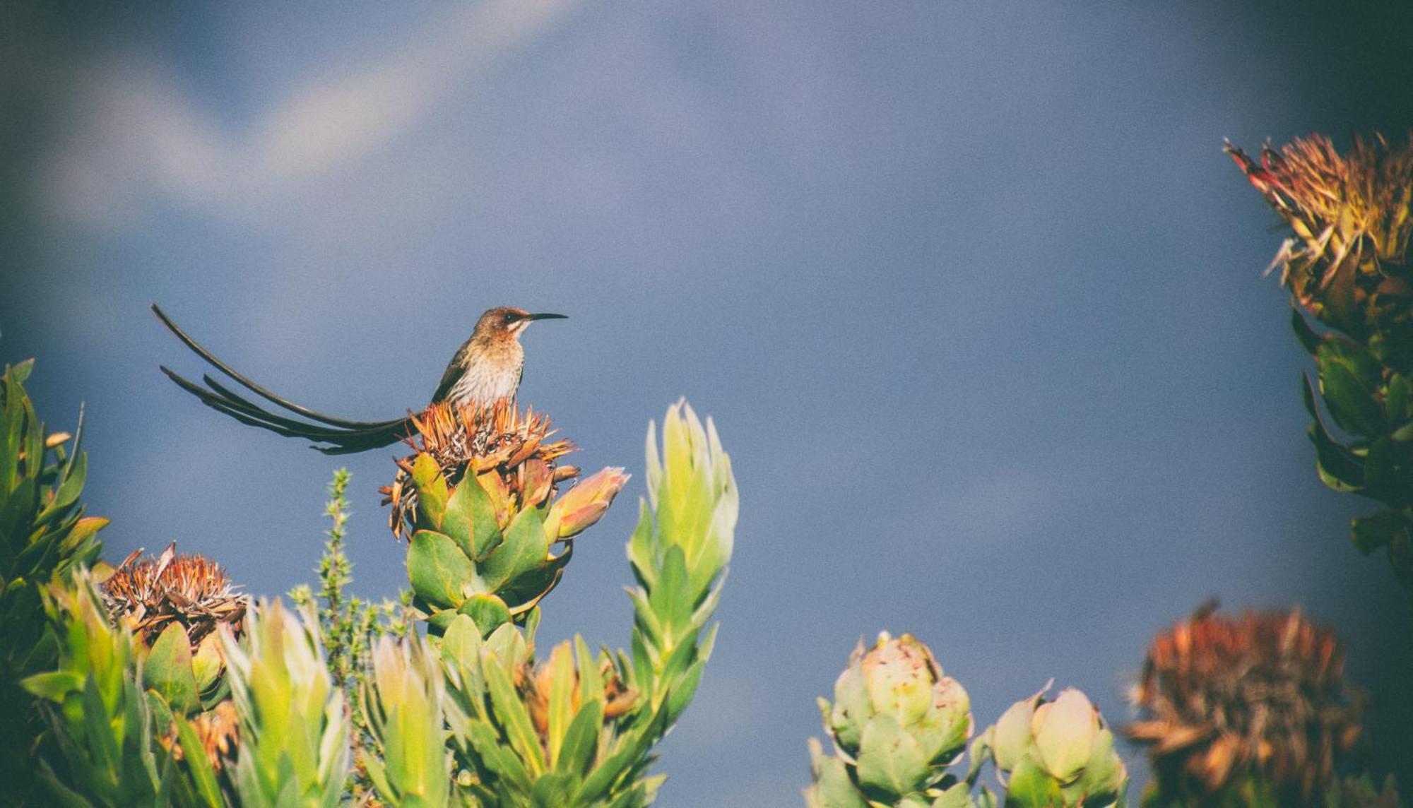 فيلا Wild Rescue Nature Reserve ريفيرسديل المظهر الخارجي الصورة